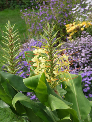 2023-10-03 Hedychium gardnerianum 1.jpg
