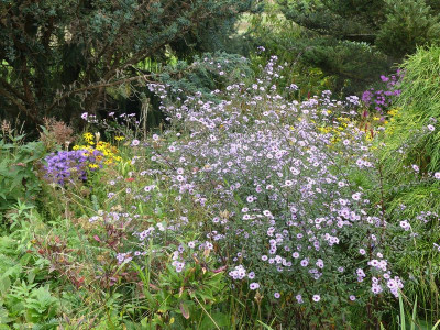 2023-10-03 Aster 'Nyx'.jpg