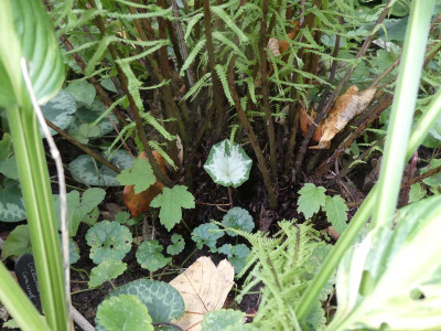 2023-10-03 Cyclamen hederifolium 2.jpg