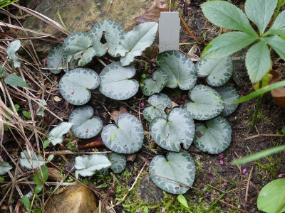2023-10-03 Cyclamen purpurascens 1.jpg