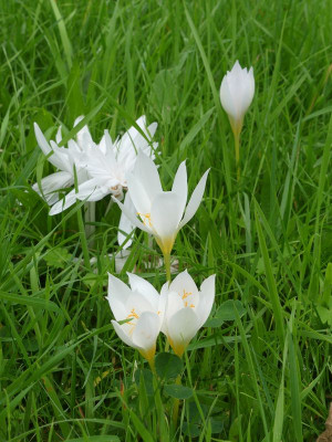 2023-10-03 Crocus speciosus 'Albus'.jpg