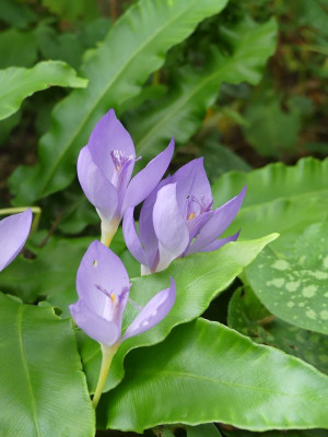 2023-10-03 Crocus banaticus.jpg