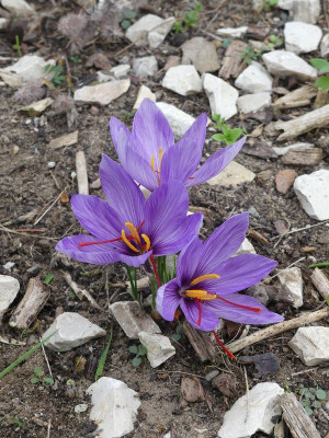 2023-10-03 Crocus sativus 1.jpg
