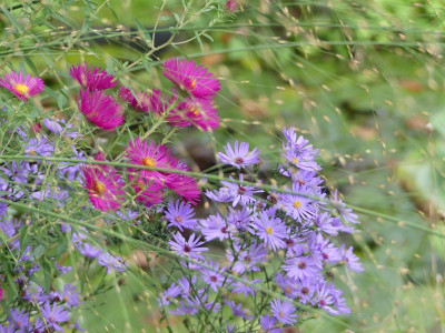 2023-10-03 Gartenimpressionen 3.jpg