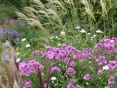 2023-10-03 Gartenimpressionen 2.jpg