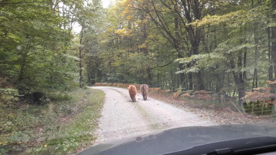 IMG-20231003-WA0007.jpeg
