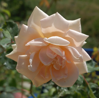 Mme_Jules_Gravereaux_T_SH_29368.jpg