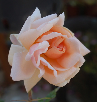 Arethusa_0010__29362.jpg