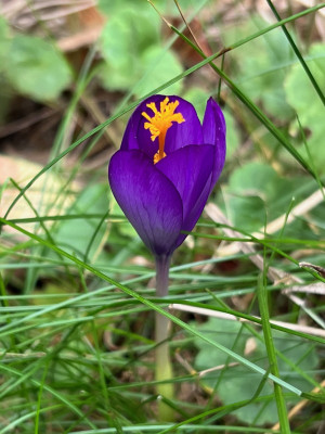 2023-10-03 Cr. nudiflorus.jpg