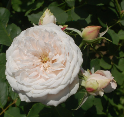 Marie_Dermar_0010__K_29419.jpg