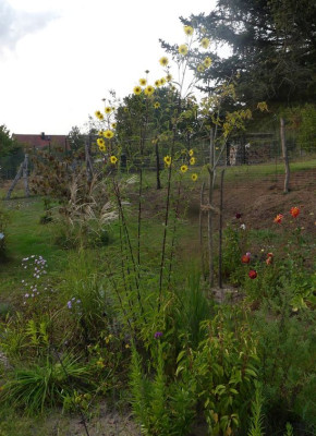 2023-09-30 Helianthus 'Simon Wiesenthal'.jpg