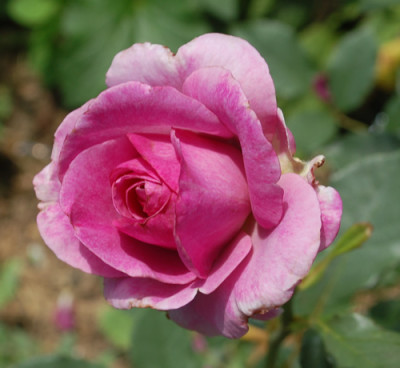 Melodie_Parfumee_Clg_0010__R_29477.jpg