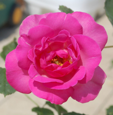 Border_Queen_0010__29372.jpg
