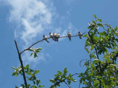 Familienausflug_fars_2008.jpg