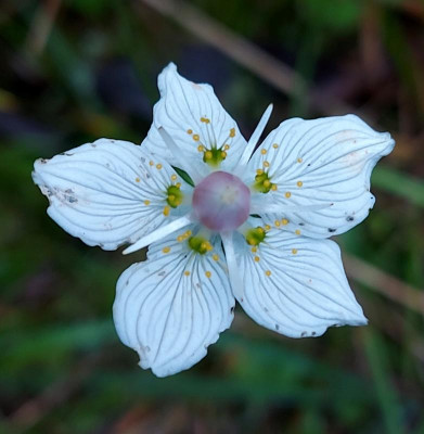 20231003_200253 Parnassia palustris.jpg