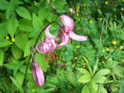 100_1391_LILIUM_martagon__640.jpg