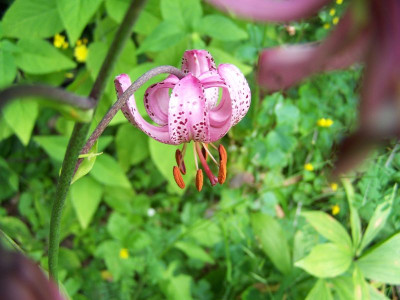 100_1393_LILIUM_martagon_turban__800.jpg