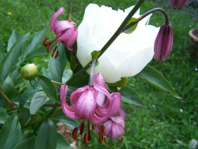 100_1395_LILIUM_martagon_u._Paeonia__alba__800.jpg