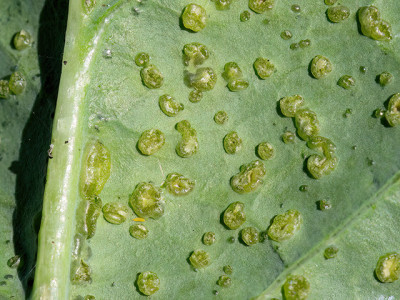 Kohlrabi.jpg