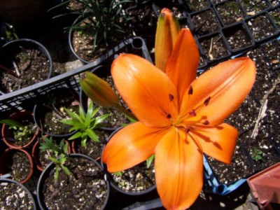 100_1384_LILIUM_nanum_sp.3____500.jpg