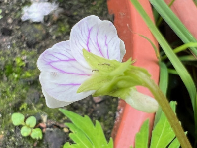 2023-10-05 Viola eizanensis d.jpg