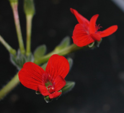 Pelargonium_fulgidum1.jpg