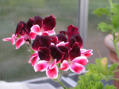 Pelargonium_unbek2.jpg