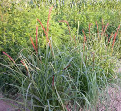 Eragrostis_tef1.jpg