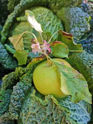 Pinova Blüte Frucht.jpeg