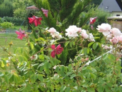Grandiflora_Sanguinea_ND.JPG