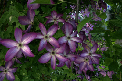 Cl.vit.Venosa_Violacea1208.jpg
