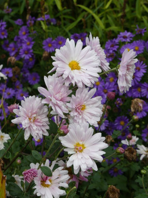 2023-10-06 Chrysanthemum 'Tina'.jpg