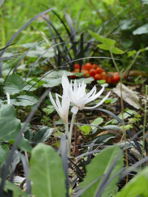2023-10-06 Colchicum autumnale 'Alboplenum'.jpg
