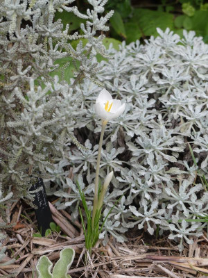 2023-10-06 Crocus goulimyi 'Mani White'.jpg