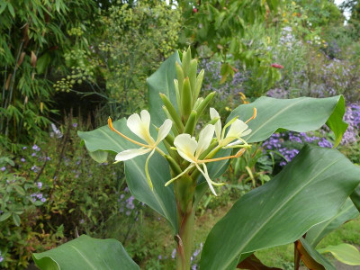 2023-10-06 Hedychium coronarium.jpg