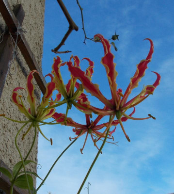 DSCN5550_Gloriosa_superba.jpg