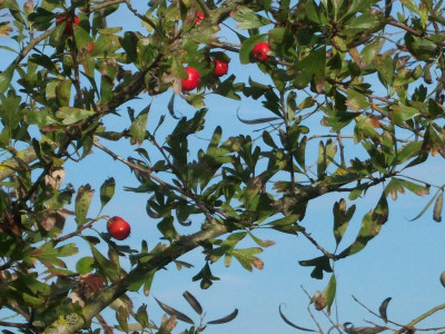100_2380 Crataegus orientalis.JPG
