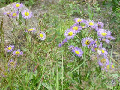 28.Juni_2008_017kl.18_Erigeron_Mrs._Beale_Graser.JPG
