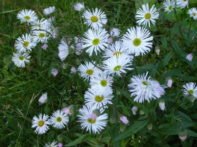 28.Juni_2008_047_kl.19_Erigeron_Sommerneuschnee.JPG