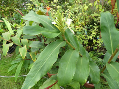 2023-10-07 Hedychium 1.jpg