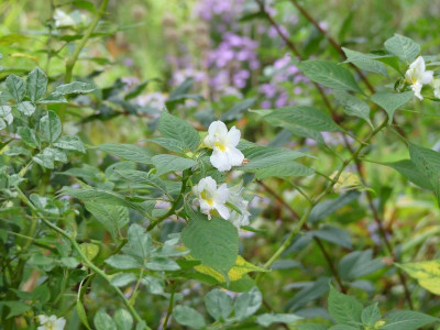 2023-10-07 Impatiens arguta 'Alba' 1.jpg