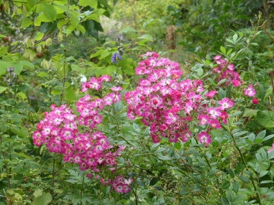 2023-10-07 Rosen 'Mozart' 1.jpg