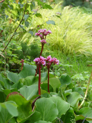 2023-10-07 Bergenia 1.jpg