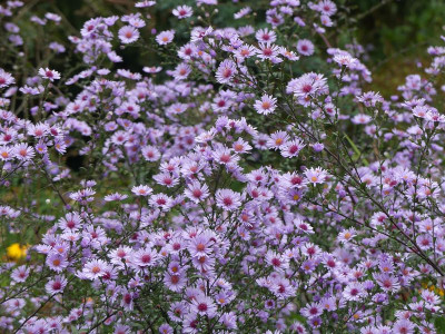 2023-10-07 Aster 'Nyx' 1.jpg