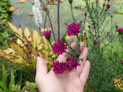 2023-10-07 Aster 1.jpg