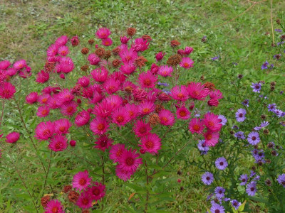 2023-10-07 Aster 7.jpg