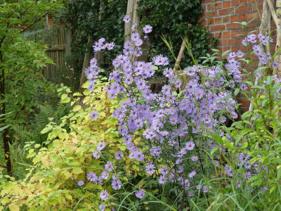 2023-10-07 Aster 'Arcturus' 1.jpg