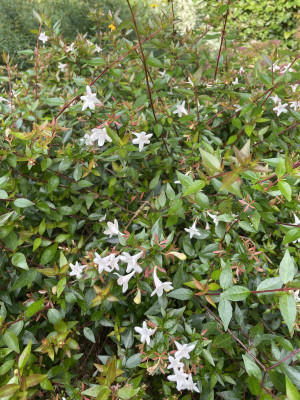 Abelia grandiflora Compacta Herbst 2023.jpg