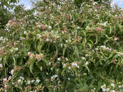 Heptacodium miconoides bloei 2023.jpg