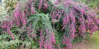 Lespedeza 9 23.jpg